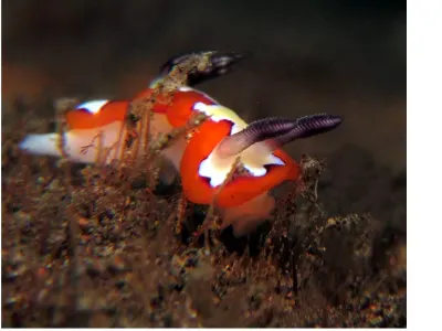 Chromodoris fidelis