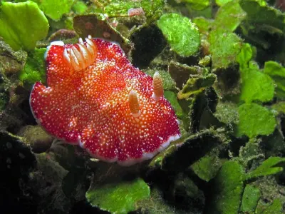 Chromodoris reticulata