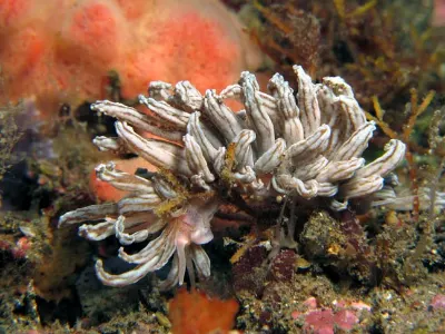 Phyllodesmium