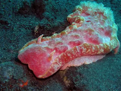 Spanish Dancer