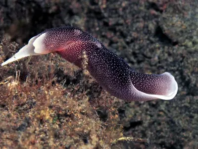 Chelifonura
