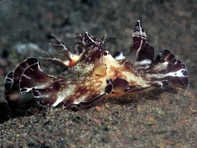 Aphelodoris gigas