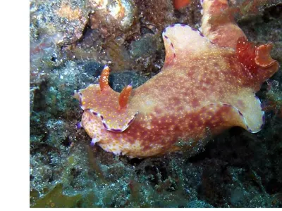 Ceratosoma