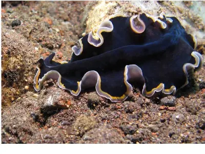 Flatworm