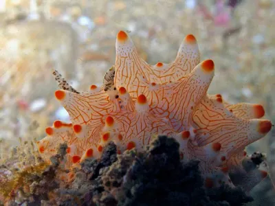 Helgada batangas