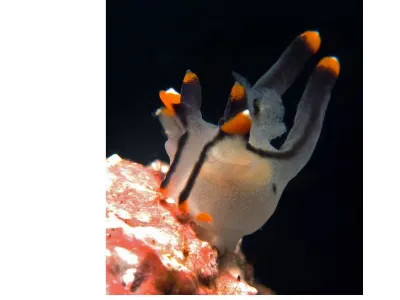 Thecacera picta