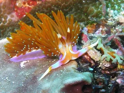 Cuthona