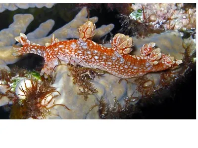 Tassled Nudibranch
