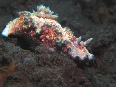 Girdled Glossodoris