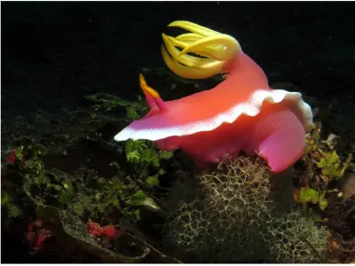 Hypselodoris