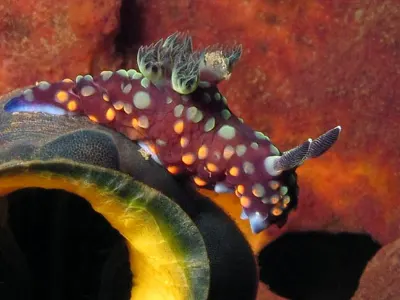 Nembrotha on Tunicate