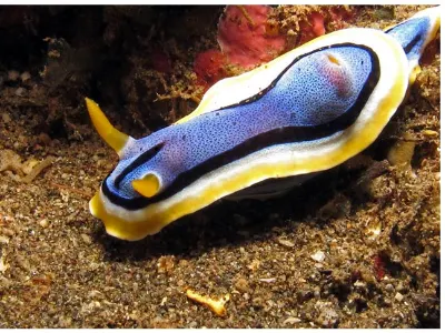 Chromodoris with Gills Retracted