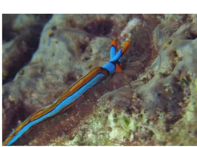 Thuridilla lineolata