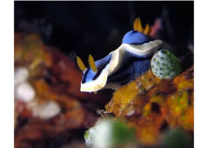 Chromodoris annae