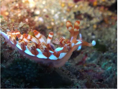 Austraeolis catina