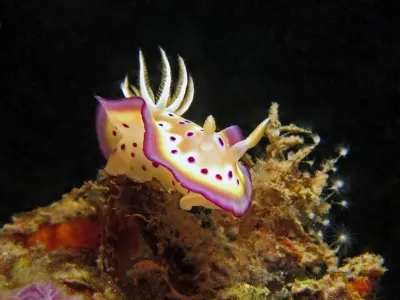 Chromodoris