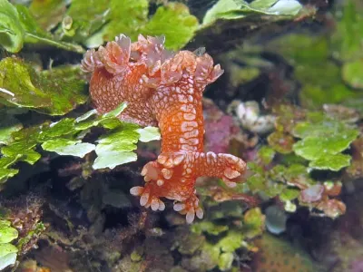 Tassled Nudibranch