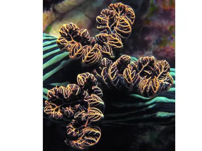 Nudibranch Gills