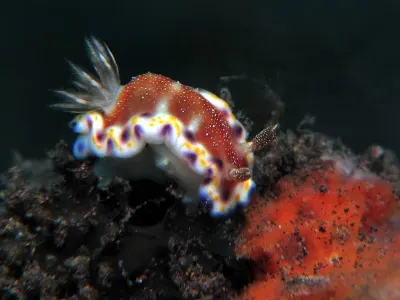 Chromodoris Collingwood
