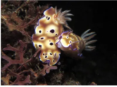 Risbecia tryoni