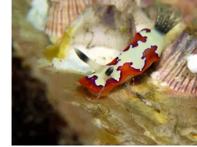 Chromodoris fidelis & Shells