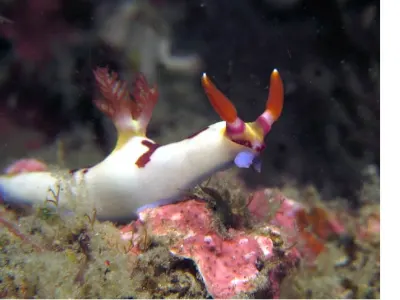 Nembrotha chamberlaini