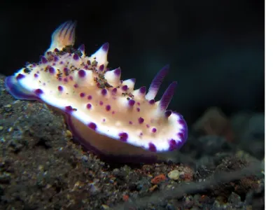 Mexichromis multituberculata
