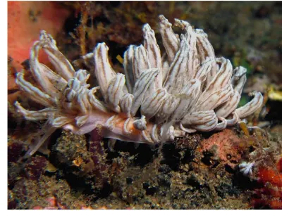 Phyllodesmium rudmani