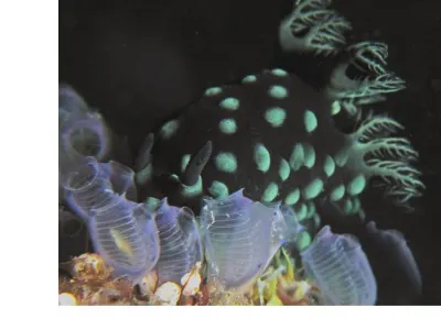 Nembrotha cristata