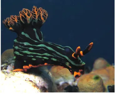 Nembrotha