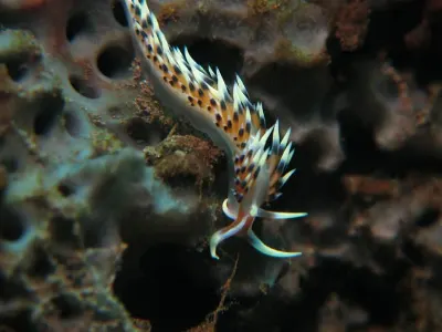 Caloria indicata
