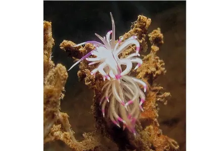 Flabellina