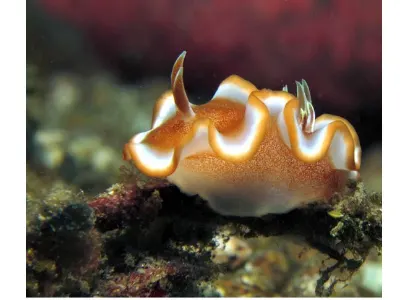 Chromodoris