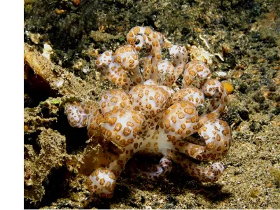 Phyllodesmium longicirrum