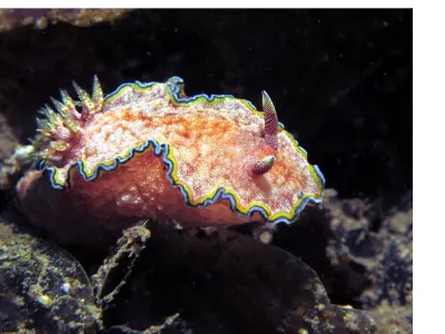 Glossodoris