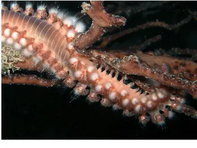Fireworm