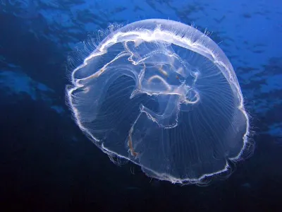 Moon Jellyfish