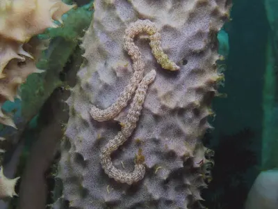 Sea Cucumbers