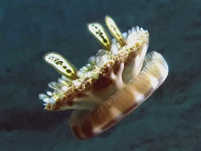 Upside Down Jellyfish