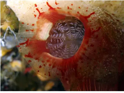 Tunicate Siphon