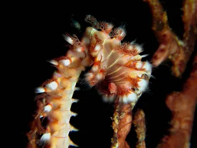 Fireworm