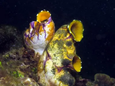 Tunicates