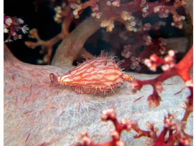 Medusa Worm