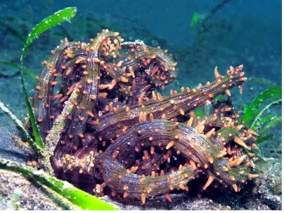 Coiled Medusa Worm