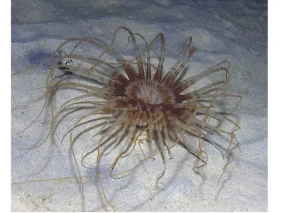 Sea Cucumber