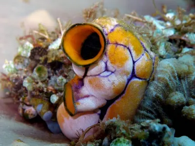 Tunicate Center