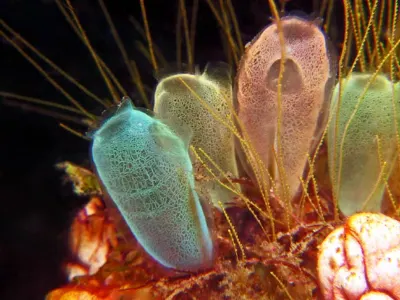Bulb Tunicates