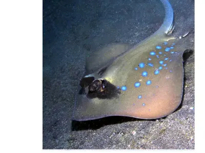 Blue-Spotted Ray