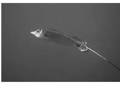 Eagle Ray