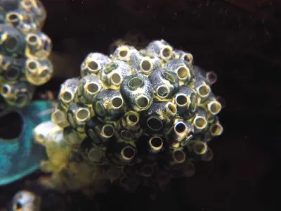 Tunicate Ball